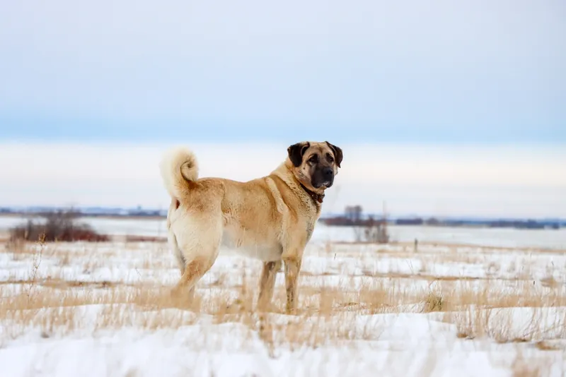 kangal dog standing outside