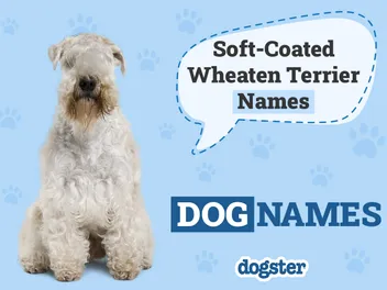 180 Soft-Coated Wheaten Terrier Names: Ideas for Shaggy & Affectionate Dogs