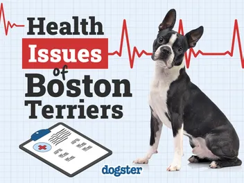 13 Boston Terrier Health Issues to Look Out For (Vet Answer)