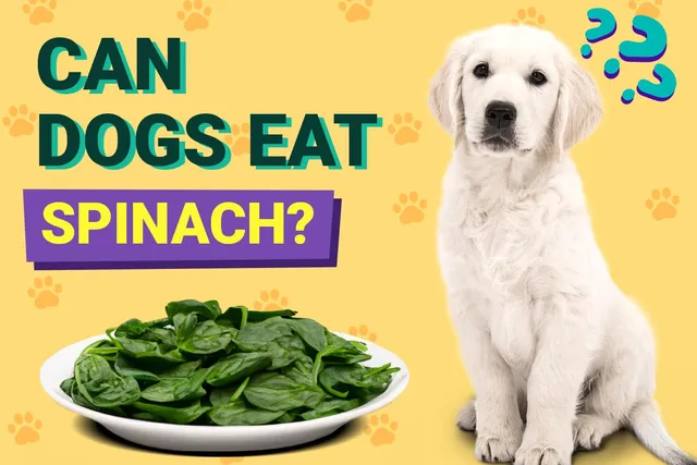 Can Dogs Eat Spinach? Vet-Reviewed Facts & FAQ