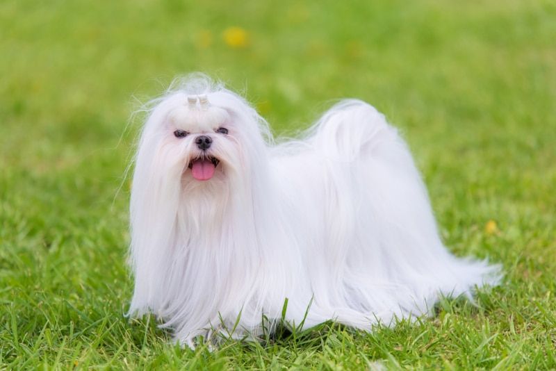 maltese dog at the park