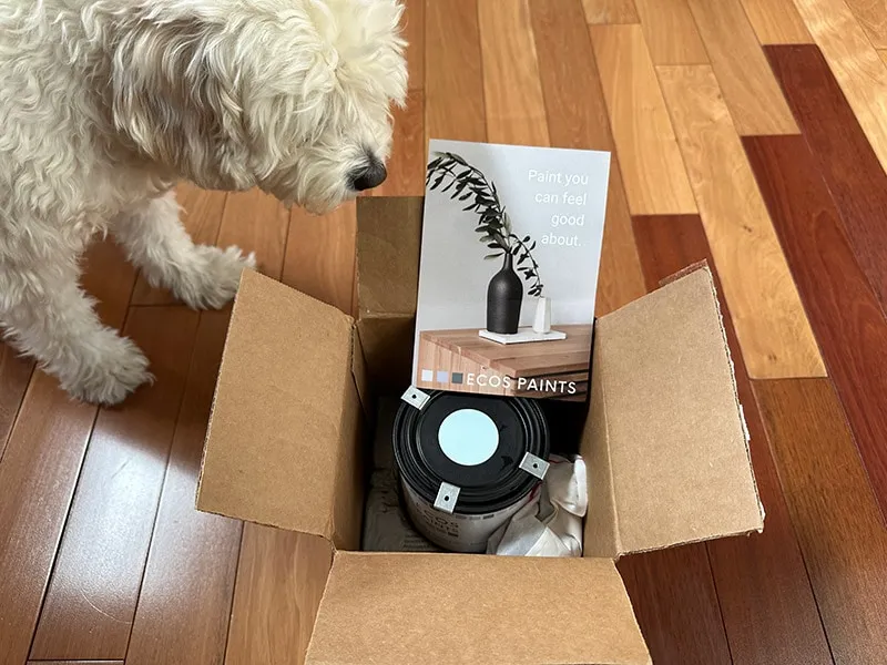 dog looking at the ecos paint package