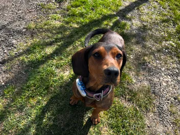 Adventure Dogs: Lajka's Explorations