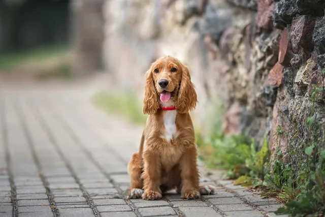 How to Potty Train a Cocker Spaniel: 7 Vet-Verified Tips & Tricks