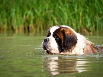 9 St Bernard Colors & Patterns (With Pictures)