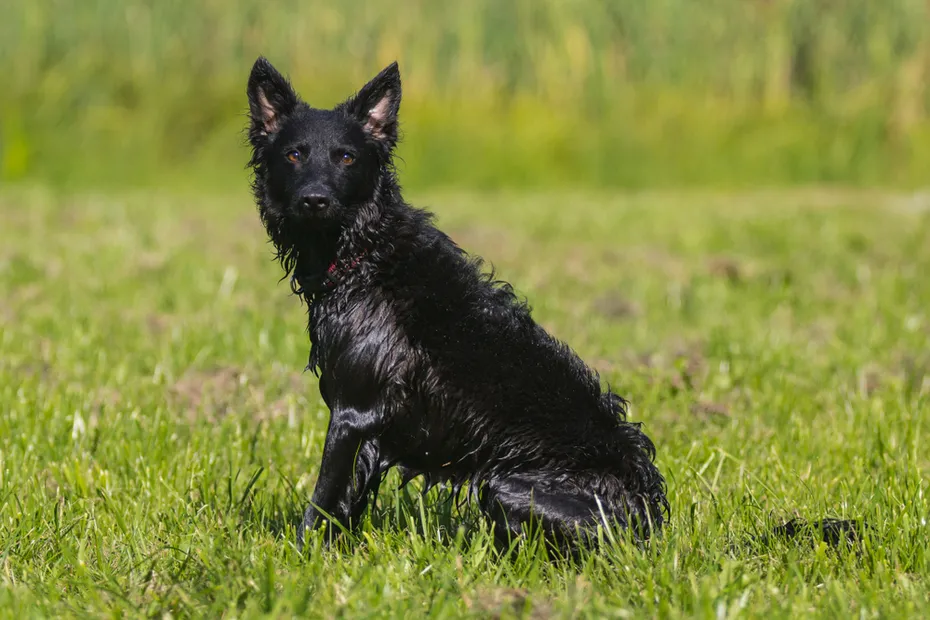 Black mudi dog