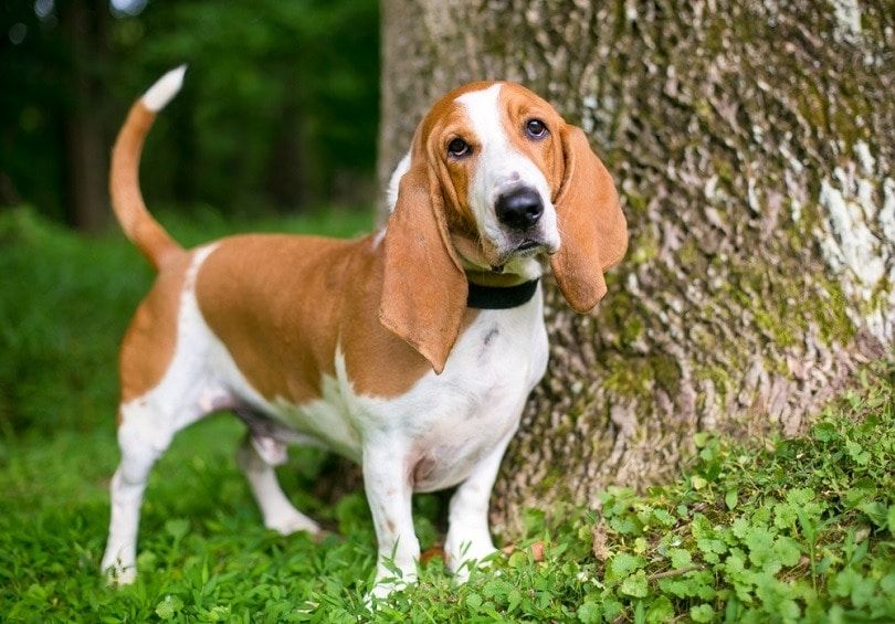 Basset-Hound-outdoors