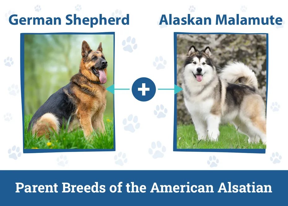 Parent Breeds of the American Alsatian
