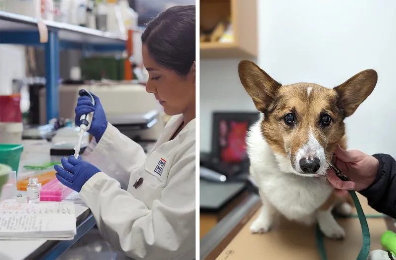 Helping dogs like Samson fight lymphoma