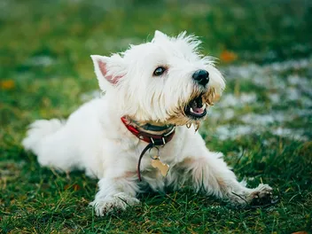 Is a Westie a Good Family Dog? Behavior, Health & FAQ