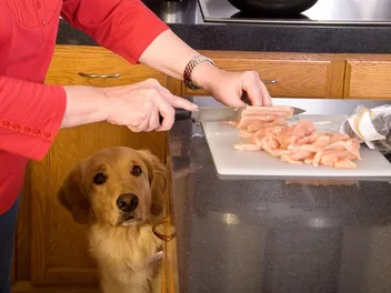 Can Dogs Be Allergic to Chicken? Facts & FAQ (Vet Answer)