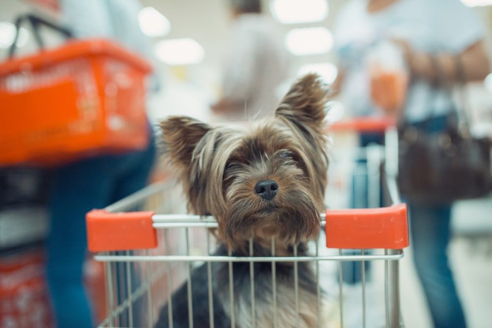 Cute little puppy dog sitting in a shopping cart
