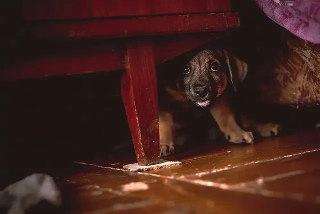 6 Sounds That Scare Dogs & Vet-Reviewed Ways to Help Them