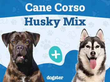 Cane Corso Husky Mix: Info, Pictures, Care & More