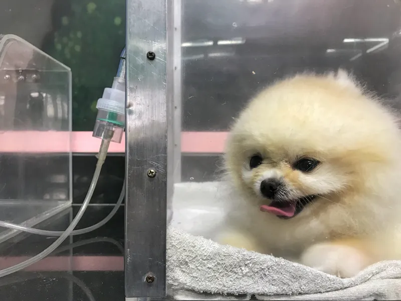 Inhalant therapy for a dog in oxygen chamber at small animal hospital