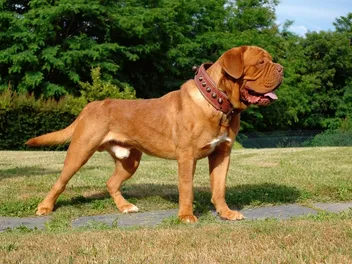 Dogue De Bordeaux Dog Breed: Info, Pictures, Care & More
