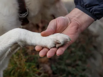 Dog Paw Anatomy: Vet-Approved Facts & Shape Explanation