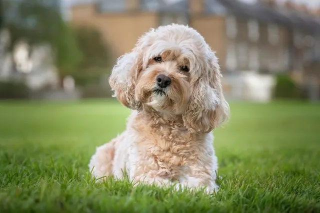 Why Do Dogs Tilt Their Heads? 4 Vet-Verified Reasons