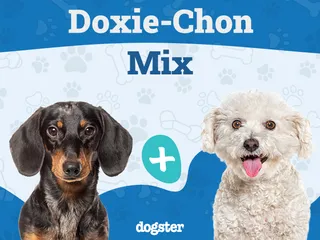 Doxie-Chon (Bichon Frise Dachshund Mix): Info, Pictures, Care & Traits