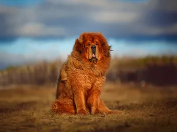 Can You Own a Tibetan Mastiff in the US? Facts & FAQ