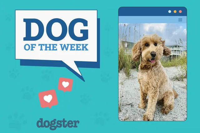 Dogster Photo Contest: Dogs of the Week Winners (September 18, 2025)
