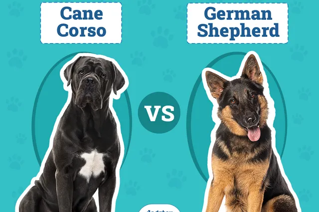 Cane Corso vs German Shepherd: Key Differences (With Pictures)