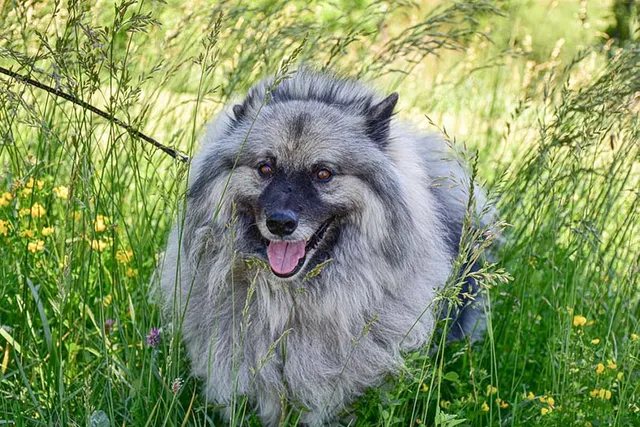 24 Gray Dog Breeds: Info, Pictures, Origin & History