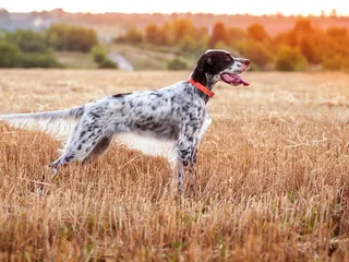 English Setter Dog Breed: Info, Pictures, Care & More