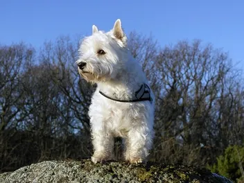 How Big Do Westies Get? Average Weight & Growth Chart