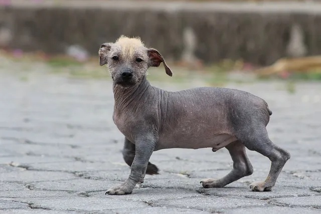 Ecuadorian Hairless Dog: Info, Pictures, Care Guide & More