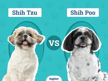 Shih Tzu vs Shih Poo: Which Should I Choose? (Vet-Reviewed)