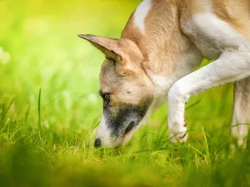 12 Vet-Approved Facts About Your Dog’s Sense of Smell