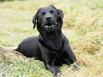 Why Do Dogs Sneeze? 8 Vet-Reviewed Causes