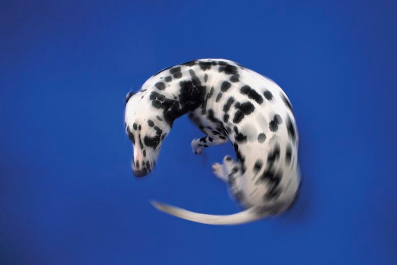 Dalmatian spinning