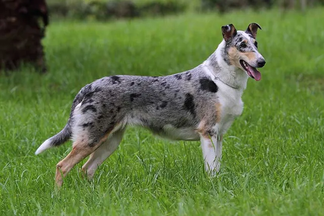 Smooth Collie: Info, Pictures, Temperament & More