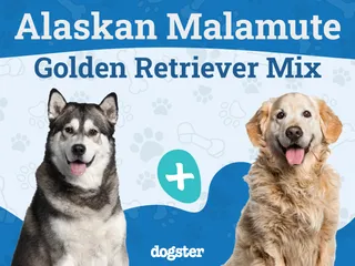 Alaskan Goldenmute: Breed Info, Pictures, Care Guide & More