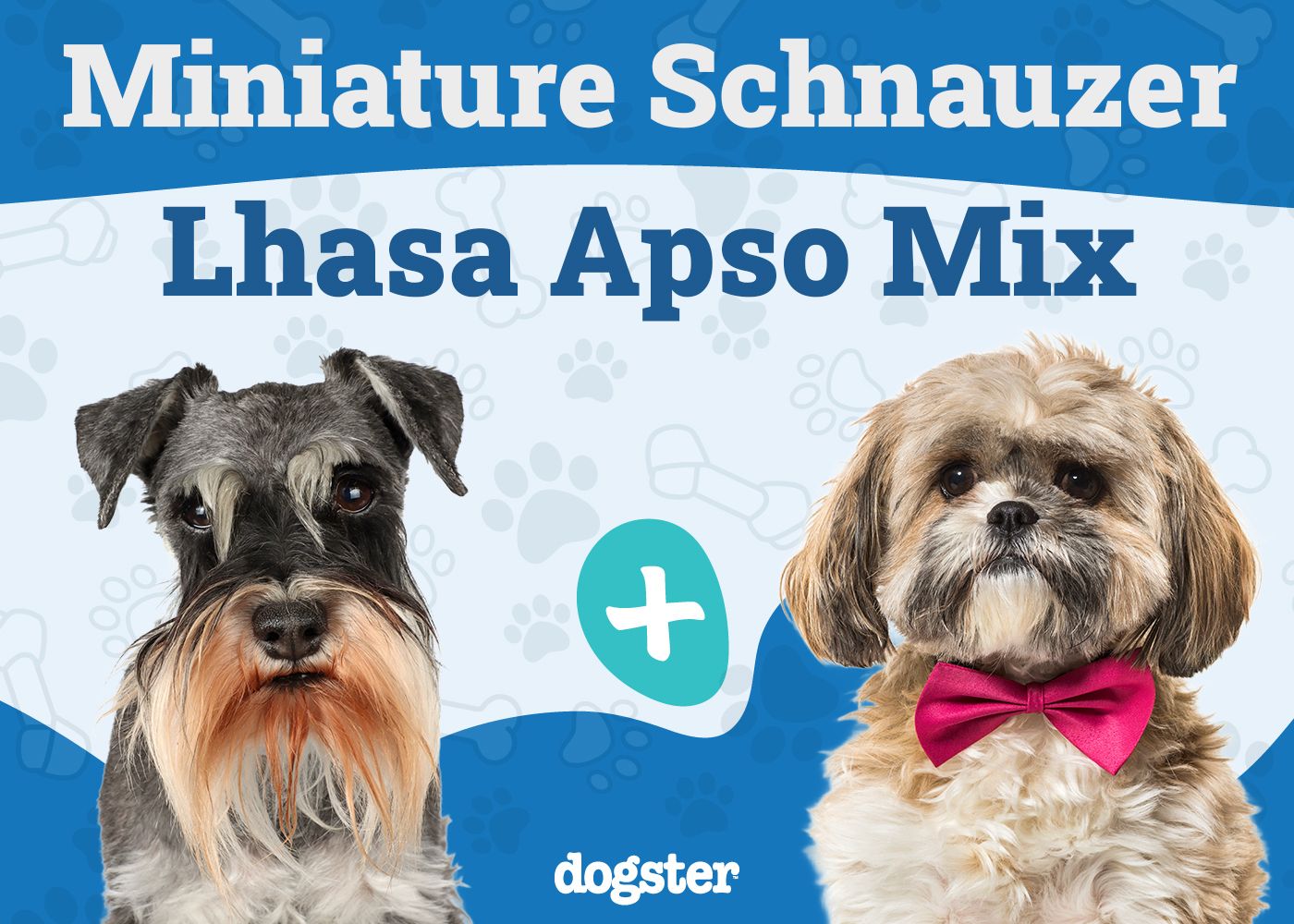 Schapso - Miniature Schnauzer Lhasa Apso Mix