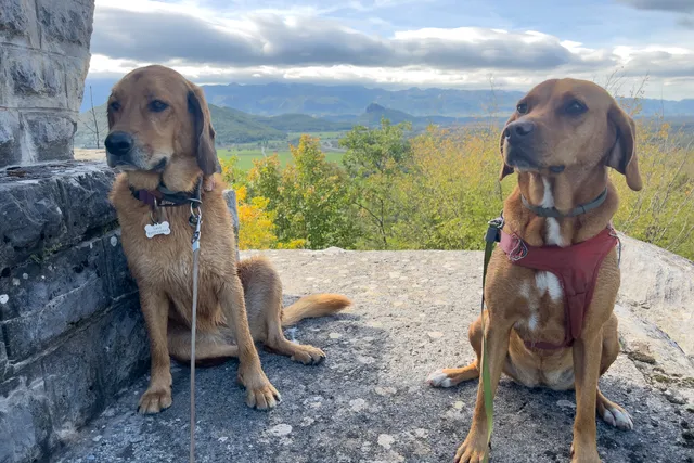 Dating with Dogs: A Recipe For Disaster