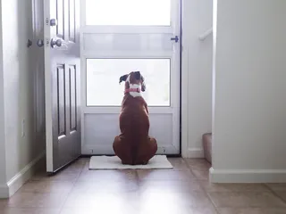 How to Help a Dog With Separation Anxiety: 8 Vet-Verified Tips & Steps