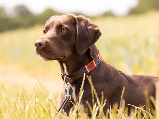 Springador (Springer Spaniel & Labrador Mix): Info, Pictures, Care & More