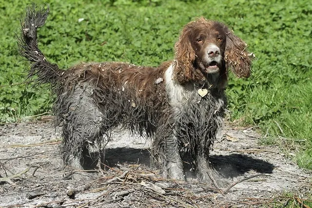 Are Dogs Dirty Animals? Vet-Reviewed Dog Hygiene 101
