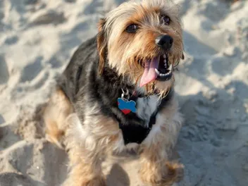 Borkie (Yorkshire Terrier & Beagle Mix): Info, Pictures & Care