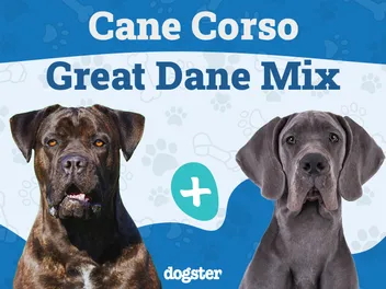 Italian Daniff (Cane Corso Great Dane Mix): Info, Pictures, Care & More