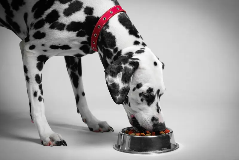 Dalmatian eating dry dog food