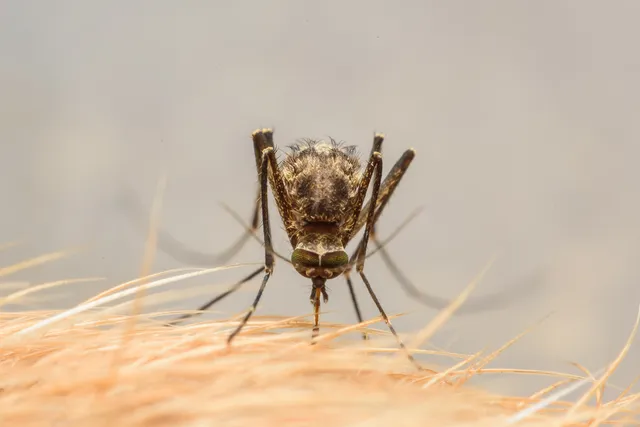 How to Treat Mosquito Bites on Dogs: 5 Vet-Approved Options