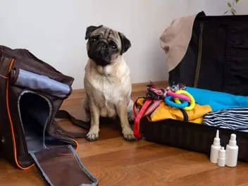 Traveling With Dogs: 8 Things to Pack for a Road Trip With Your Pup