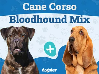 Cane Corso Bloodhound Mix: Info, Pictures, Care & More