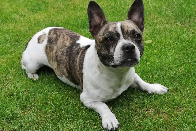 French Bullhuahua (French Bulldog & Chihuahua Mix): Info, Pictures, Care & More