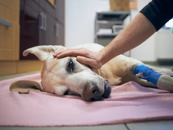 Can Pancreatitis Cause Seizures in Dogs? Our Vet Explains Signs, Treatment & Causes