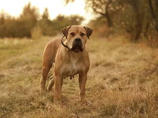Boerboel Dog Breed: Info, Pictures, Care & Traits